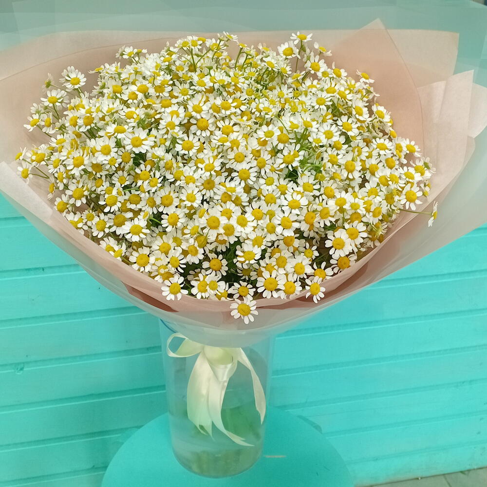Ромашковое поле