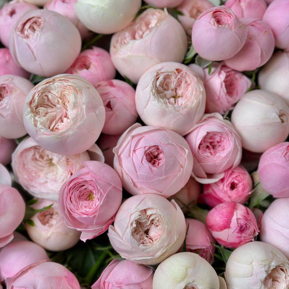 Kuppi roses 💗