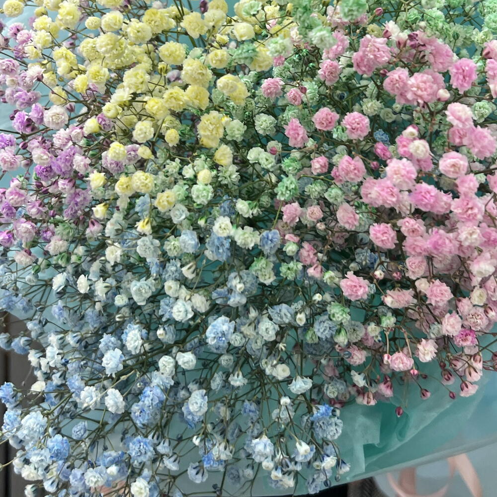 Радужная гипсофила 🌈
