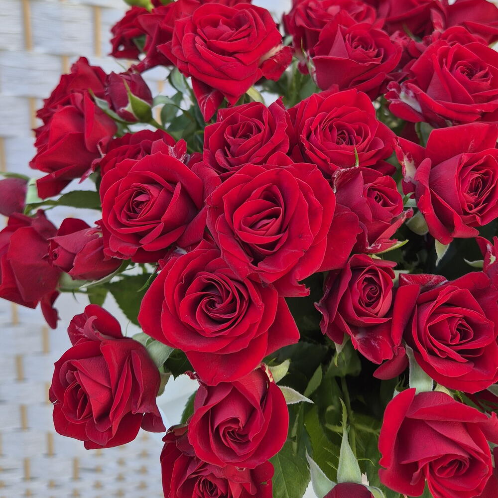Amore в вазе (роза кустовая)