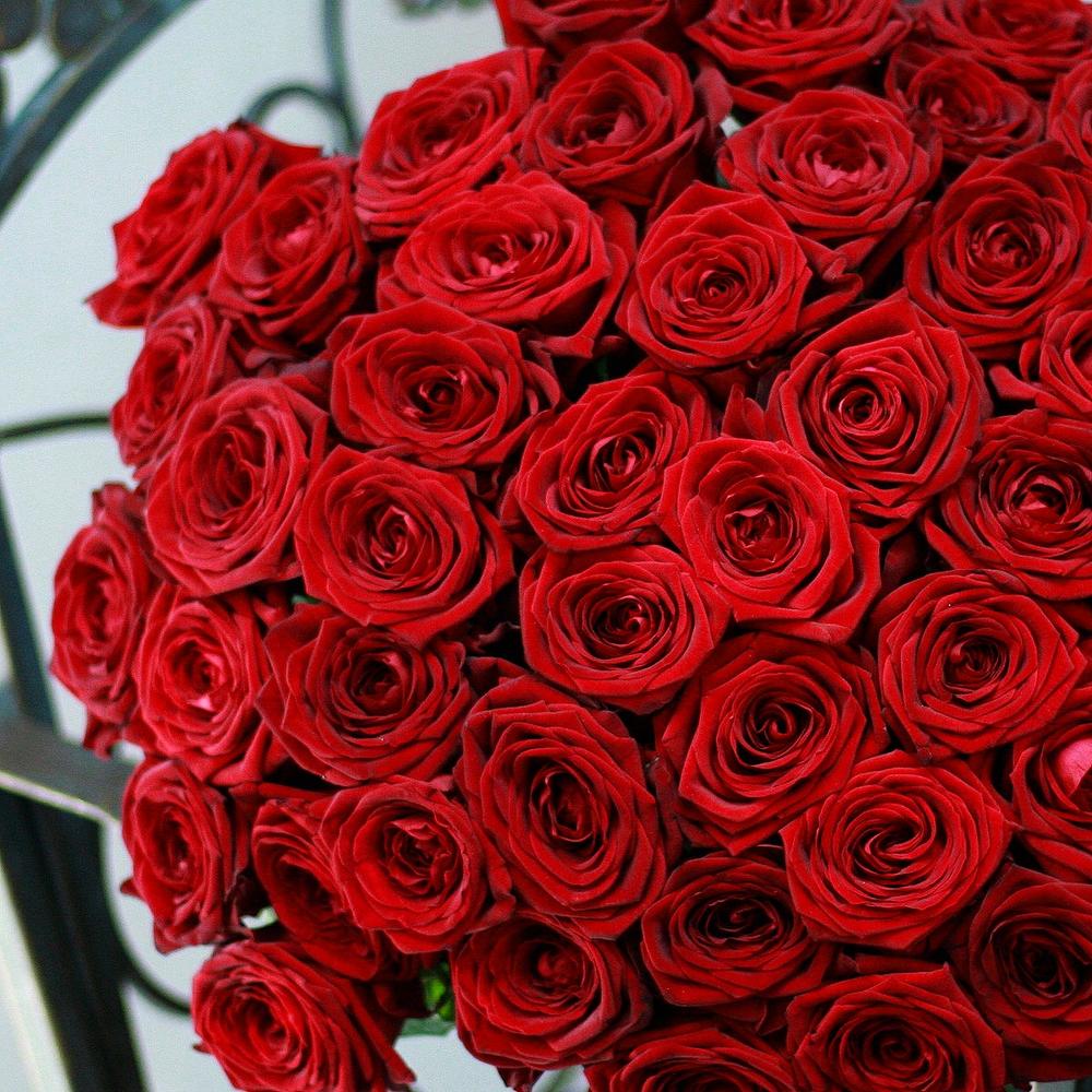 Шикарные Розы Фото