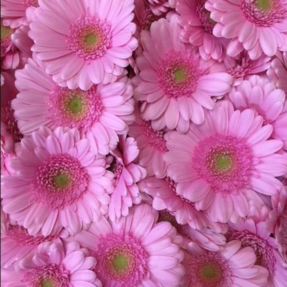 Tenderness