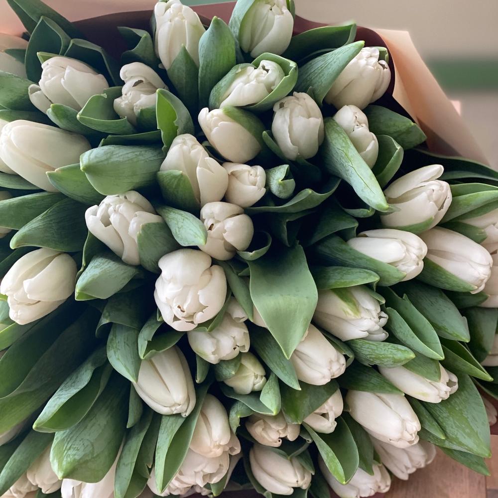 Белый тюльпан 65 шт 💜💜💜