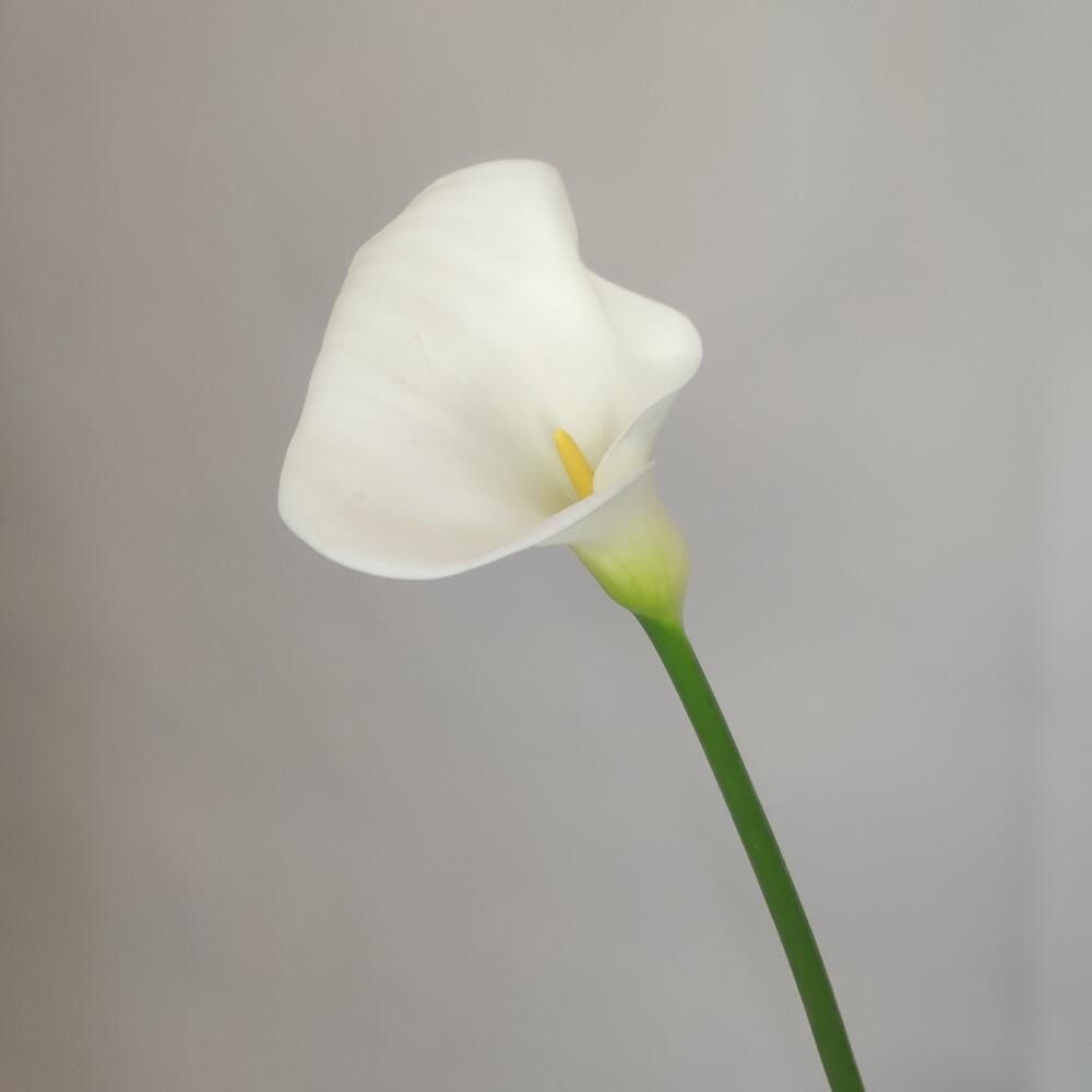 Калла