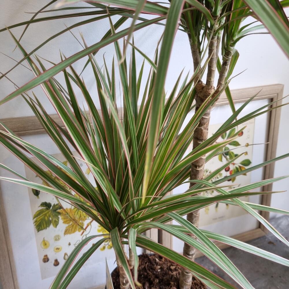 Драцена маргината триколор, Живые растения в Москве, купить по цене ...