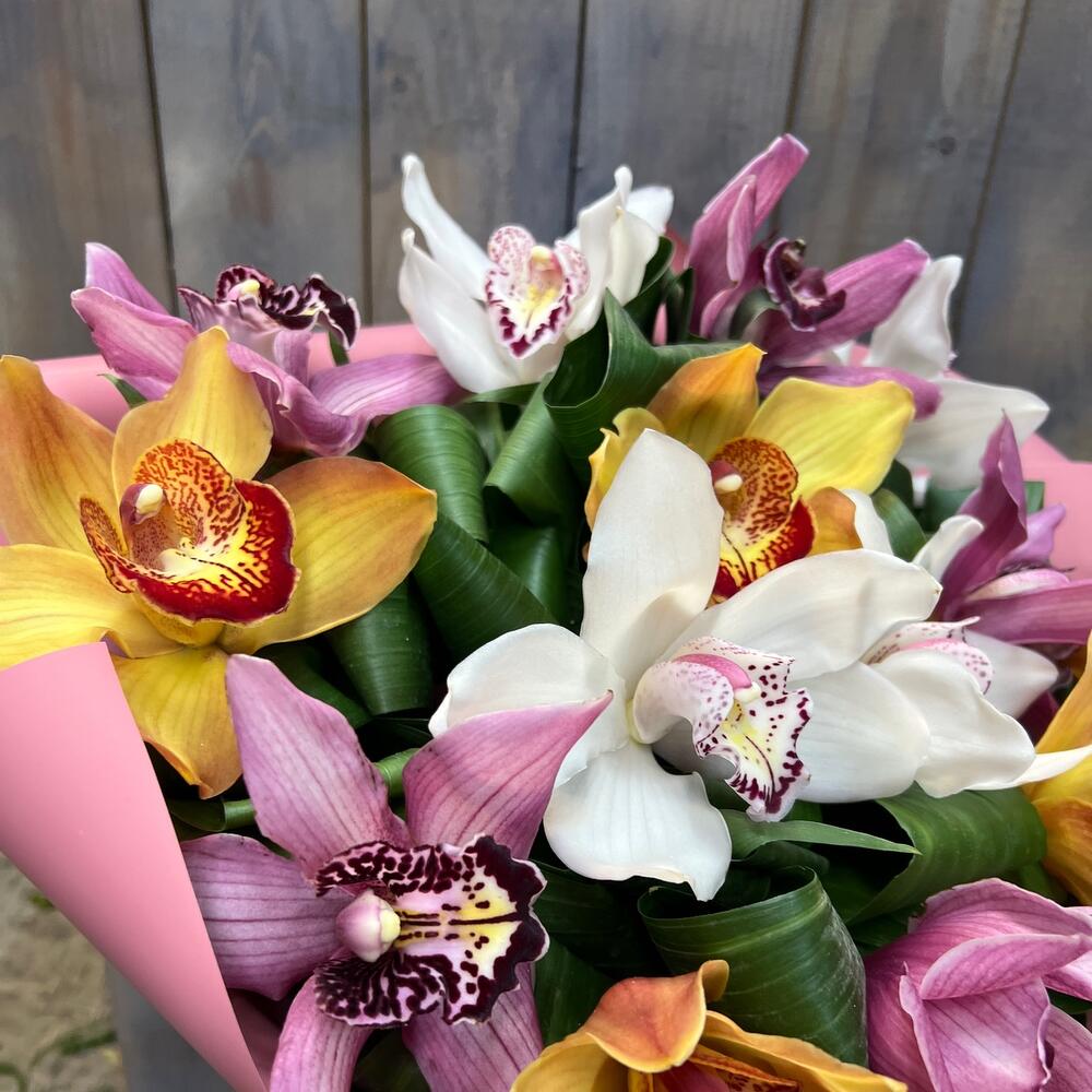 Cymbidium magnífico