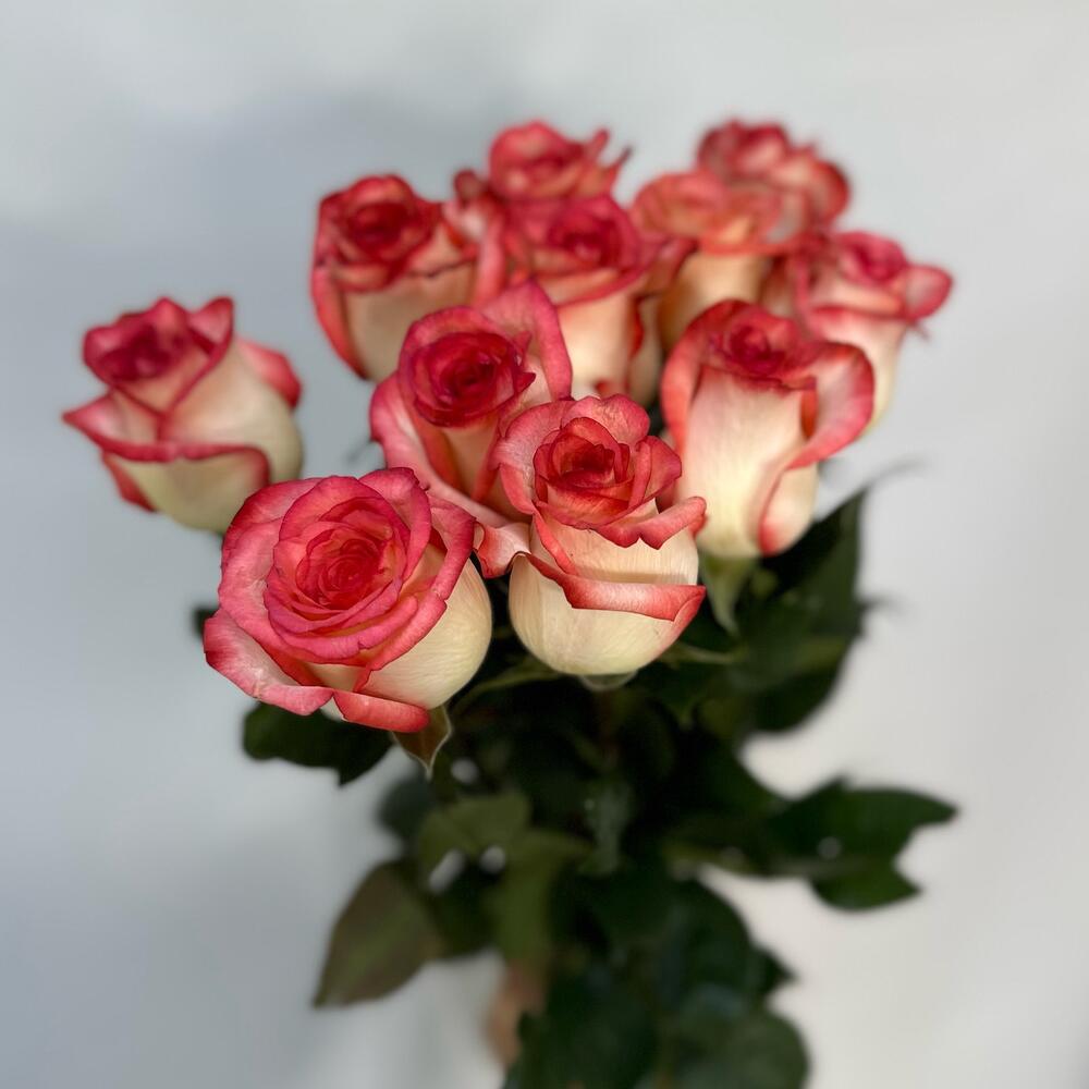 11 rosas