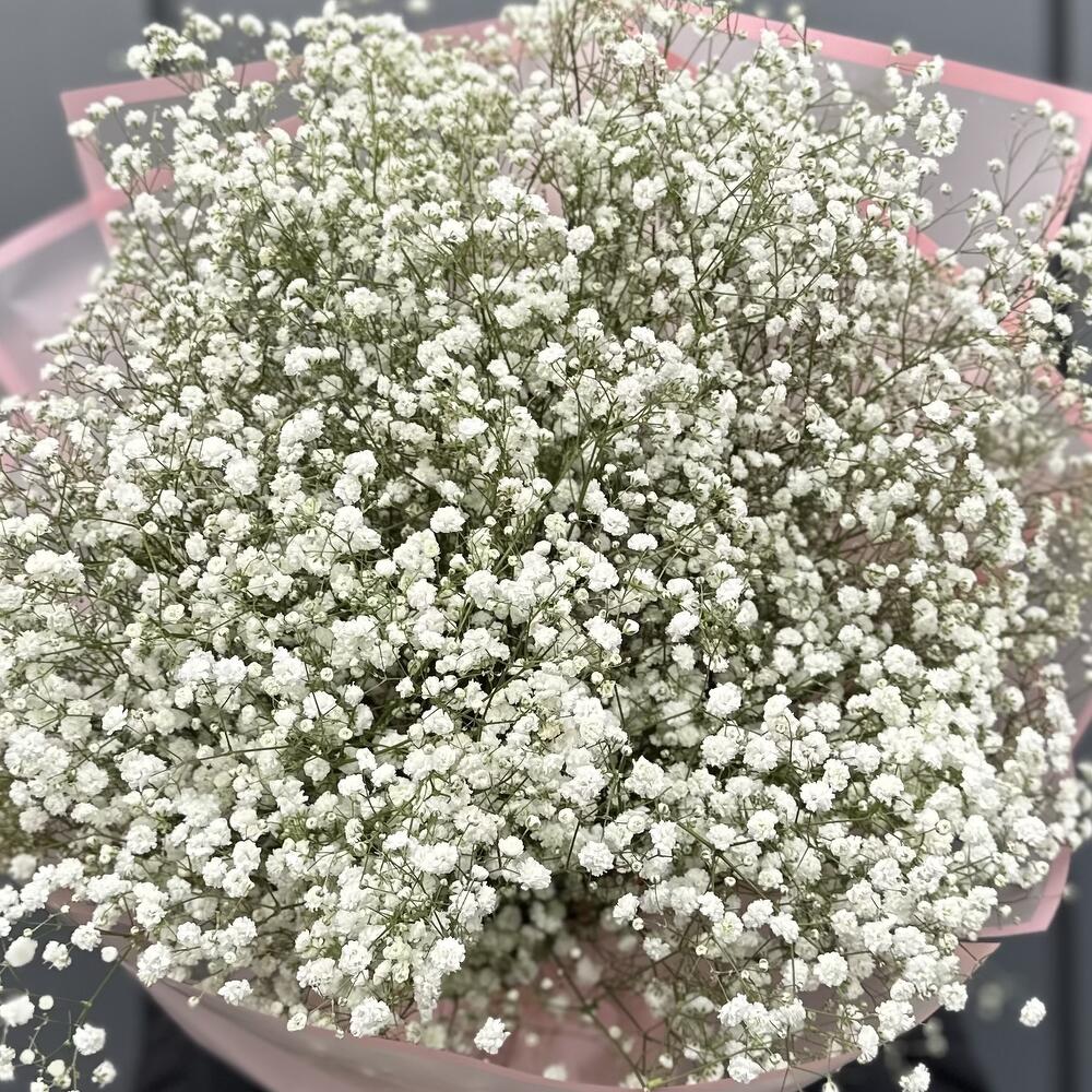 Gypsophila rainbow