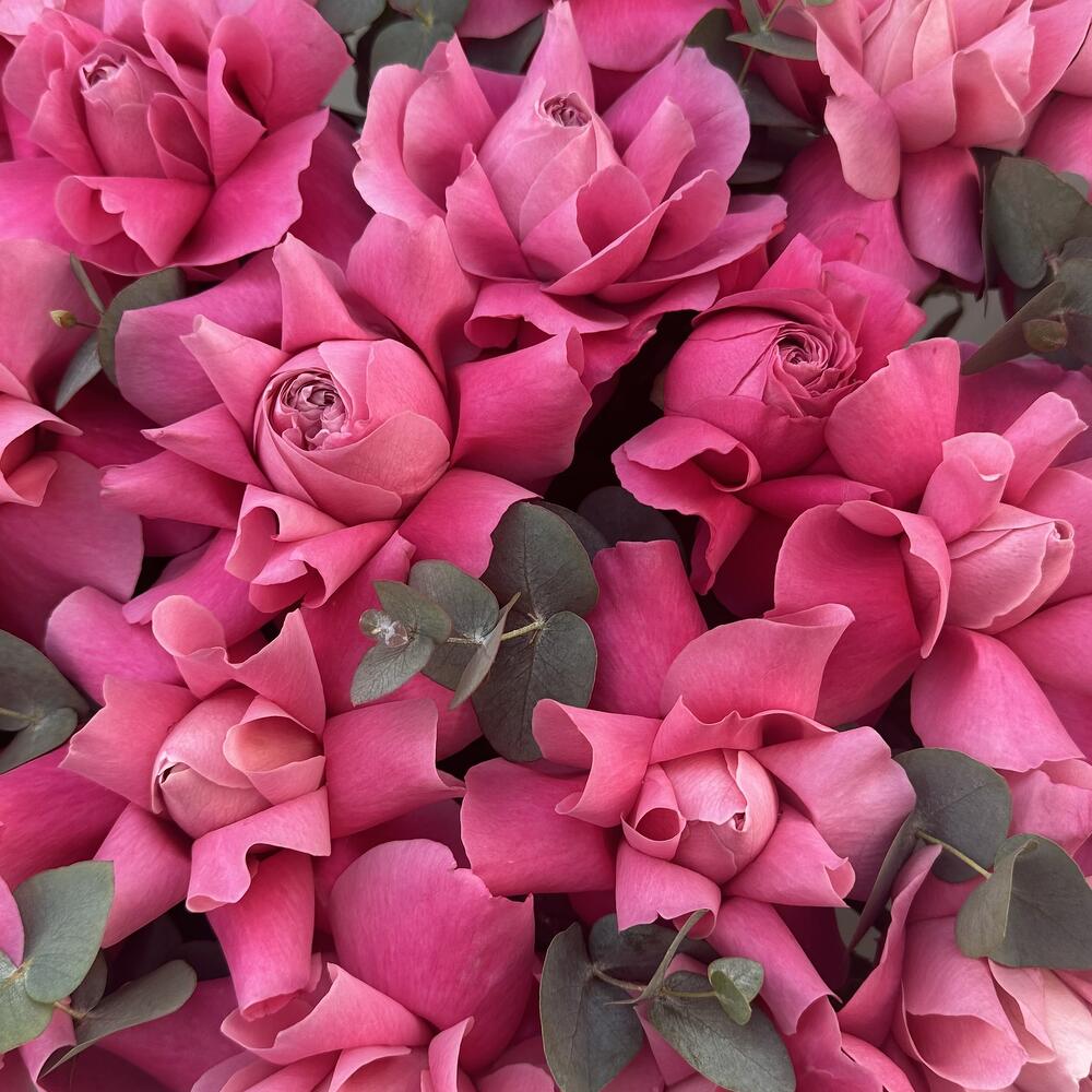 Bouquet di rose (varietà alfolof)