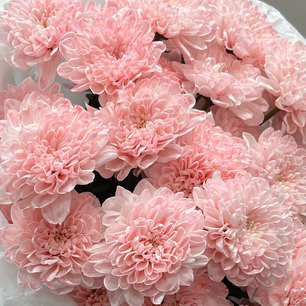 Моно из нежной хризантемы 🌸