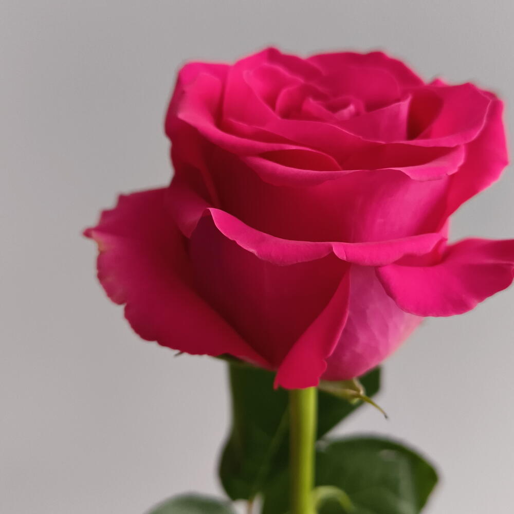 Роза Pink Floid 80