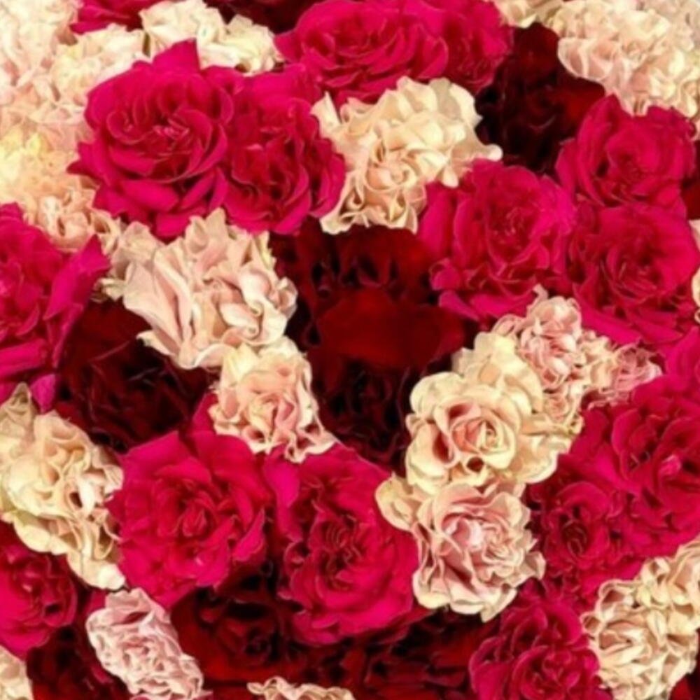 Французская роза 🌹 Букеты премиум