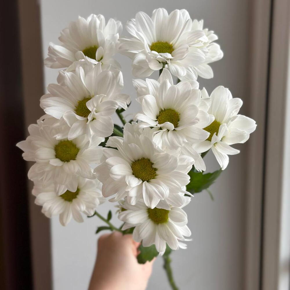 Chrysanthemum chamomile