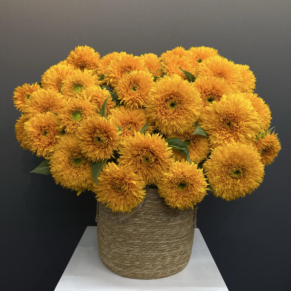 Подсолнух «Тедди» / Sunflower "Teddy" 35шт