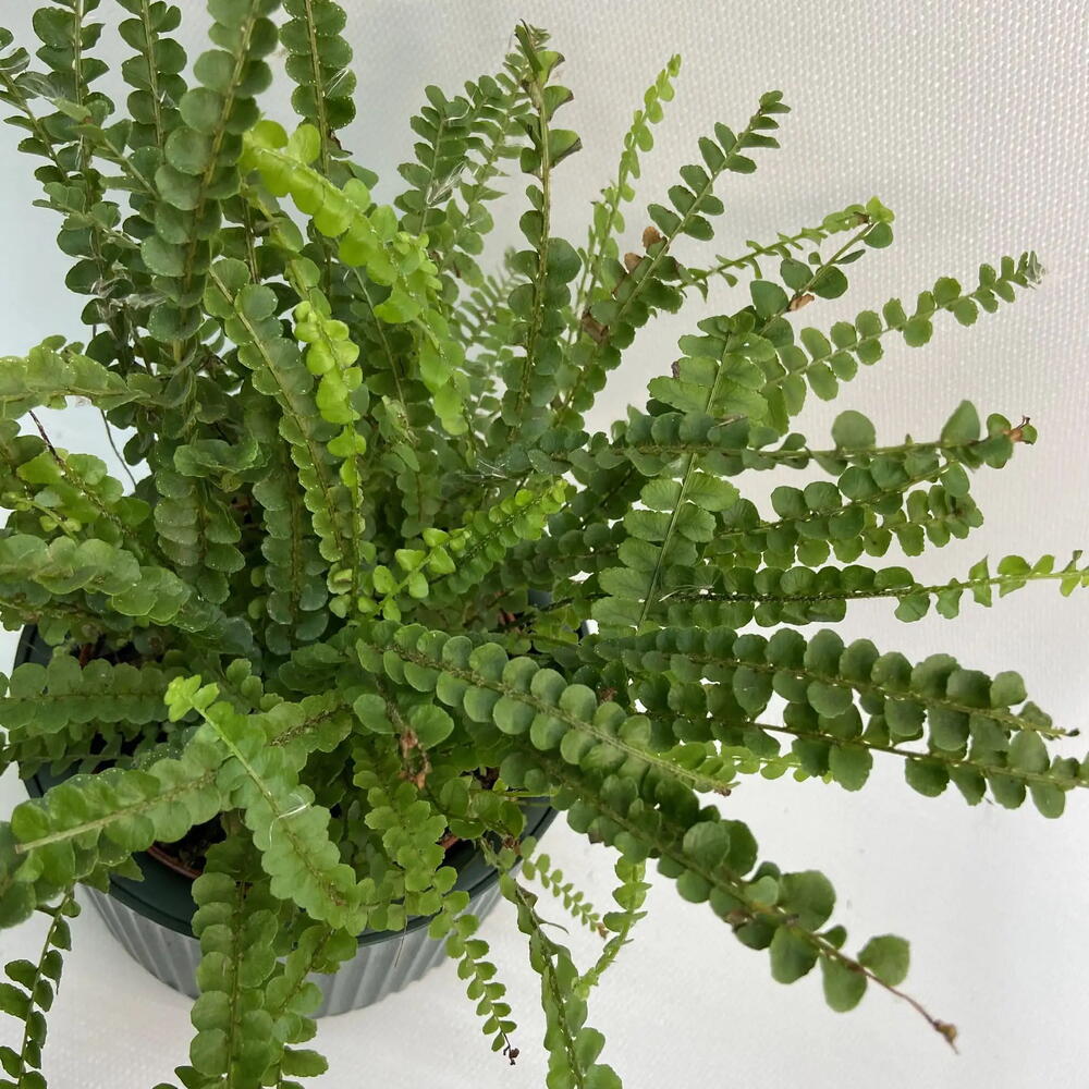 Нефролепис /Nephrolepis