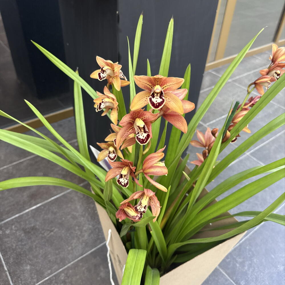 Орхидея / Orchidiva