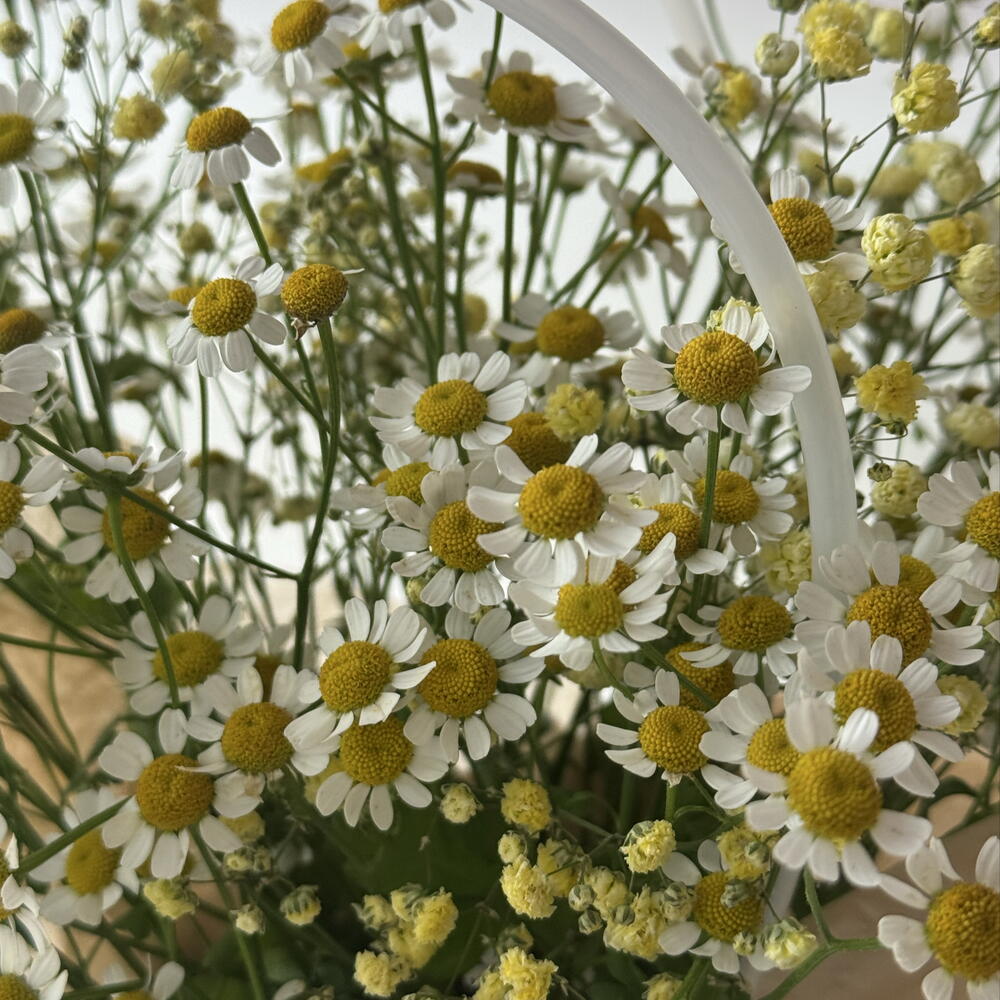 Сумка с ромашками 🌼