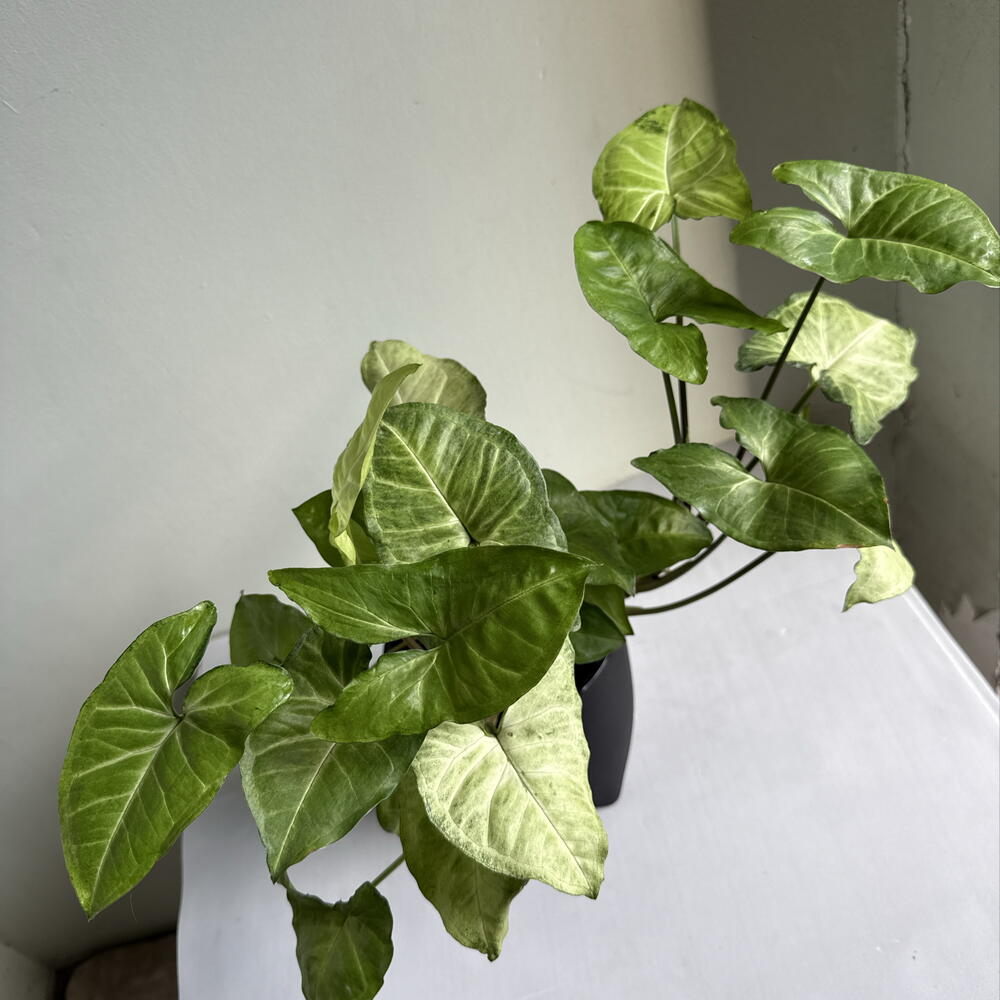 Сингониум🌿