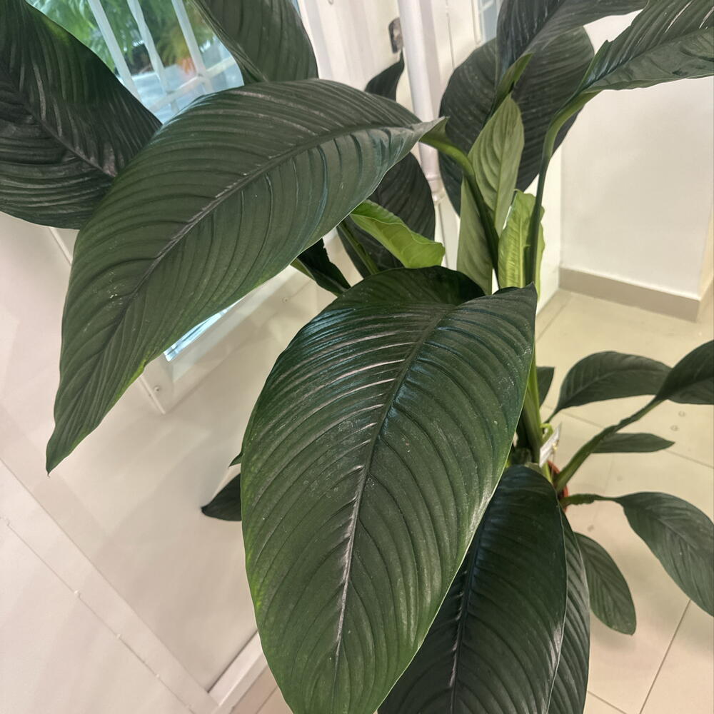 Спатифиллум Сенсейшн (Spathiphyllum  Sensation )