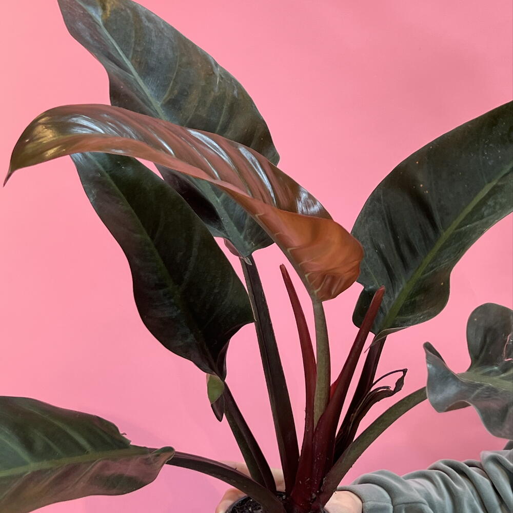 Филодентрон 🌱