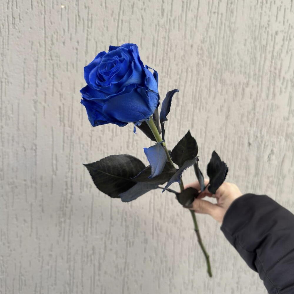 Роза синяя