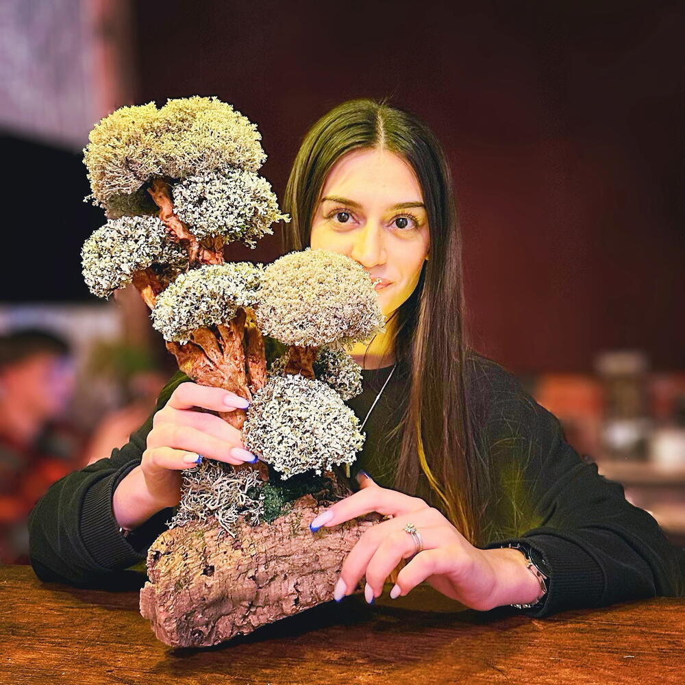 SAY — decorative indoor tree Cetraria