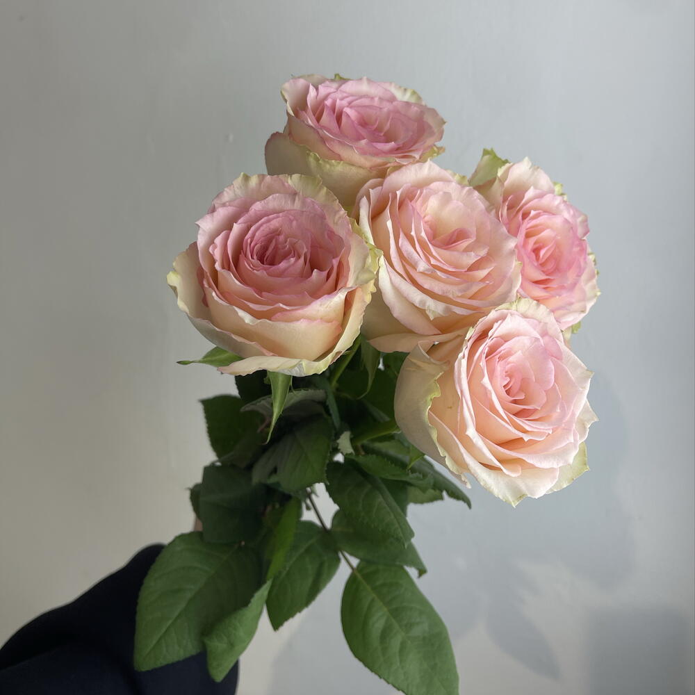 Розы нежные 🌸5