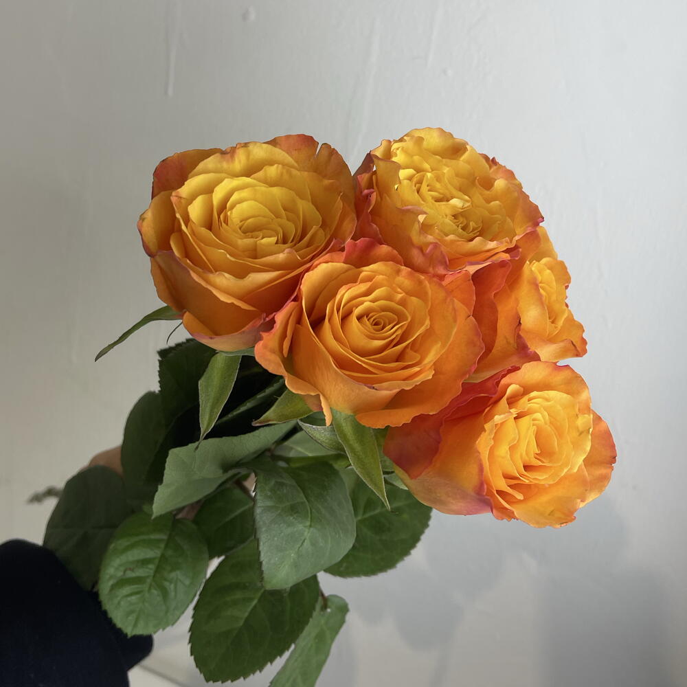Розы рыжие 🧡5