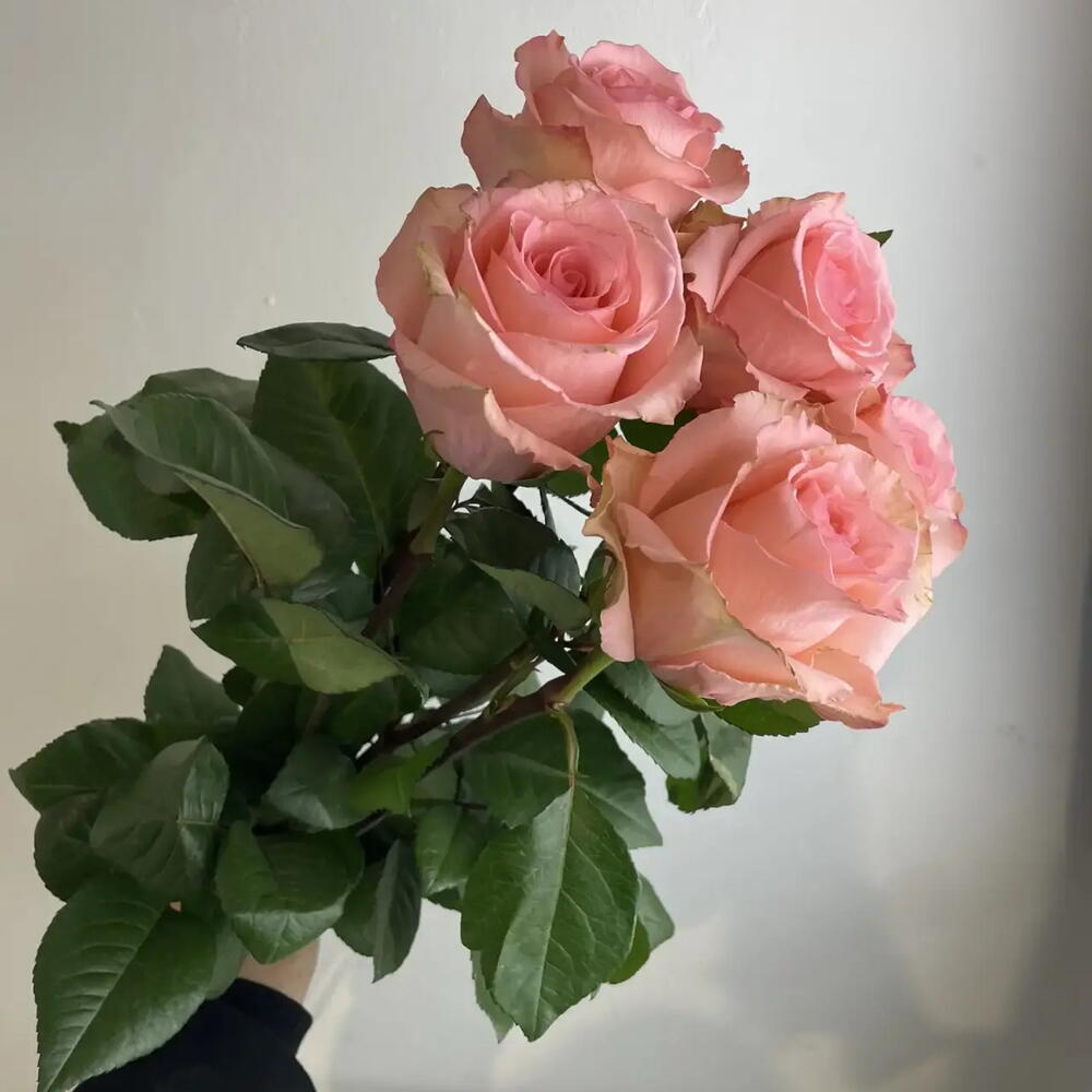 Розы нежные 💕5