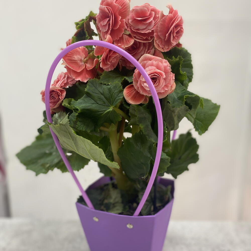 Бегония