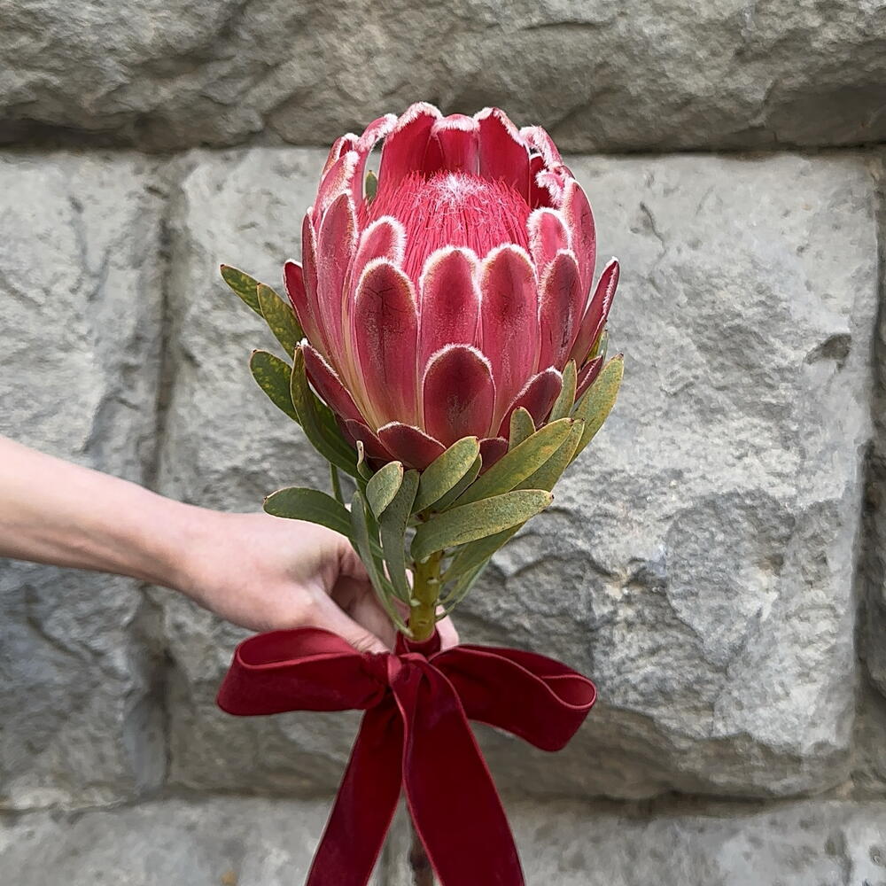 Protea Venus