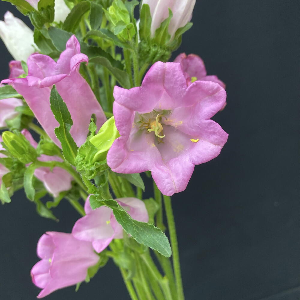 Кампанула под ленту