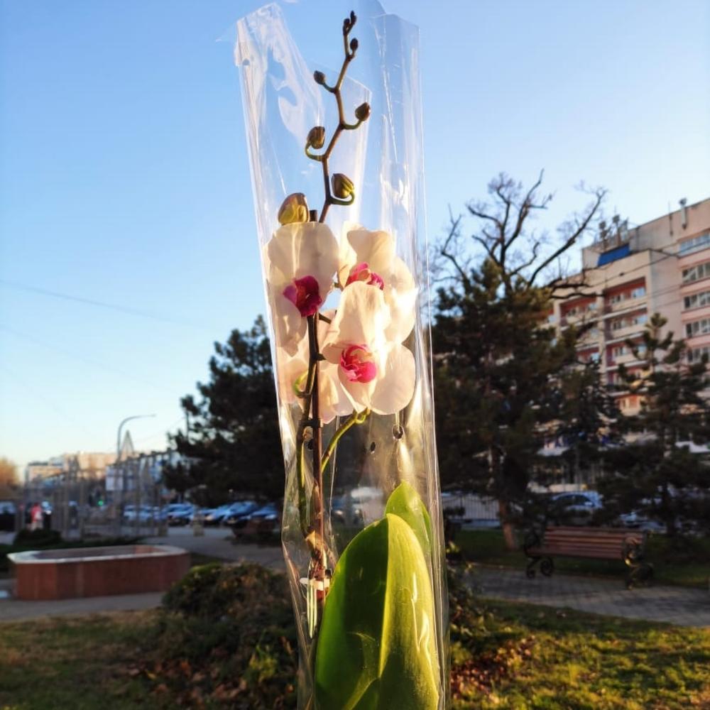 Орхидея