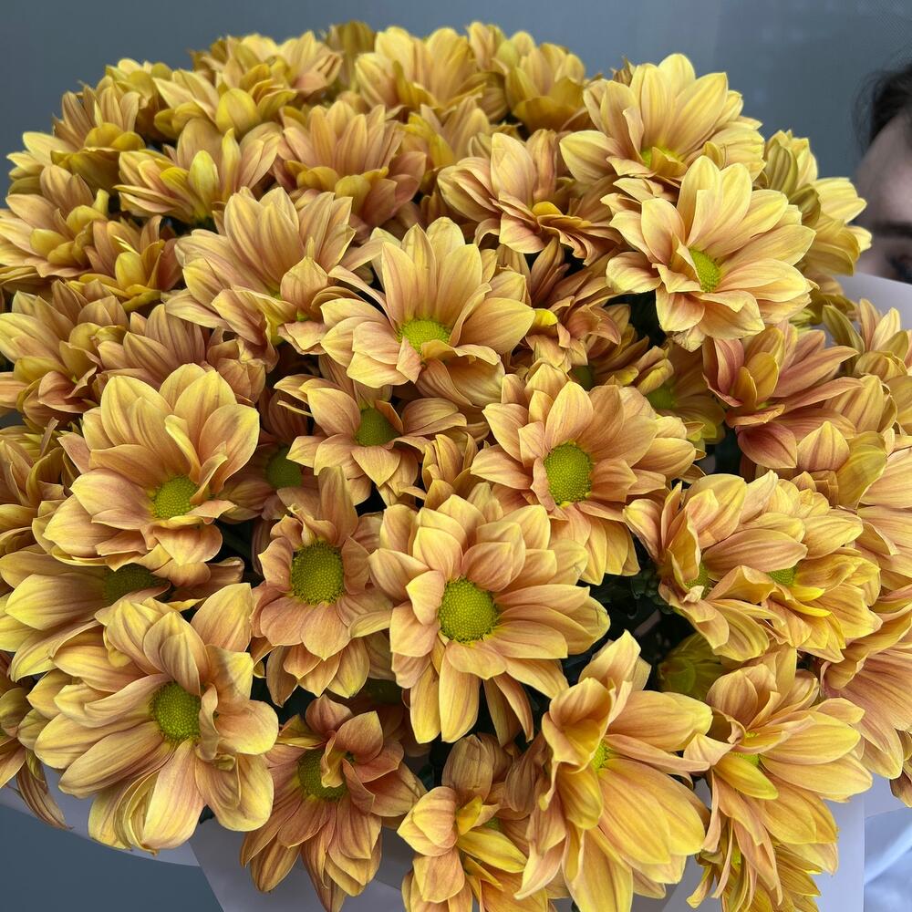 Chrysanthemum ginger - 9 pieces