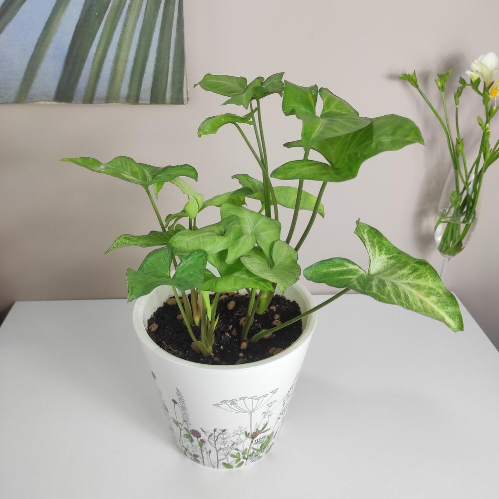 Красивое растение Сингониум в горшке с цветочным принтом, Живые ...