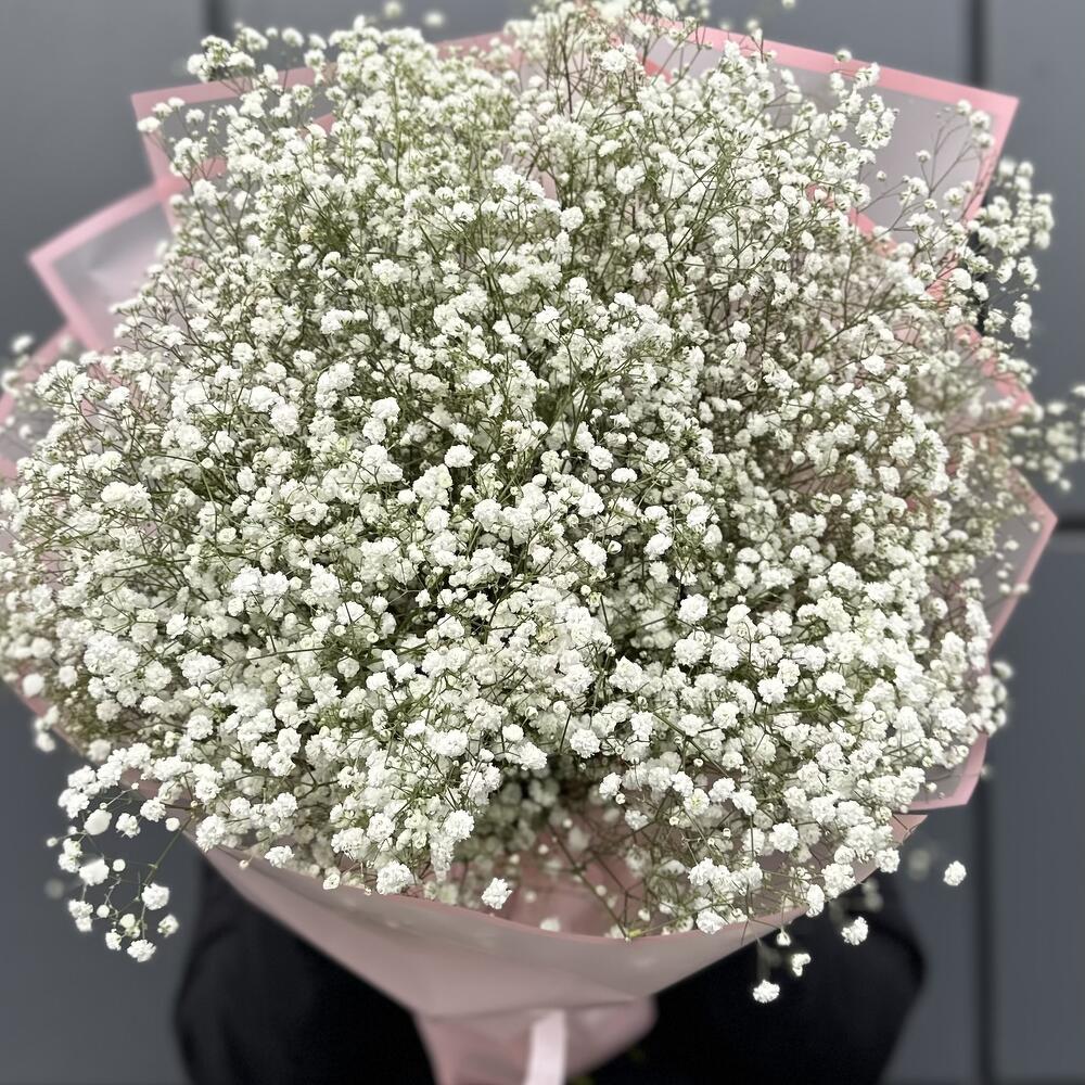 Gypsophila rainbow