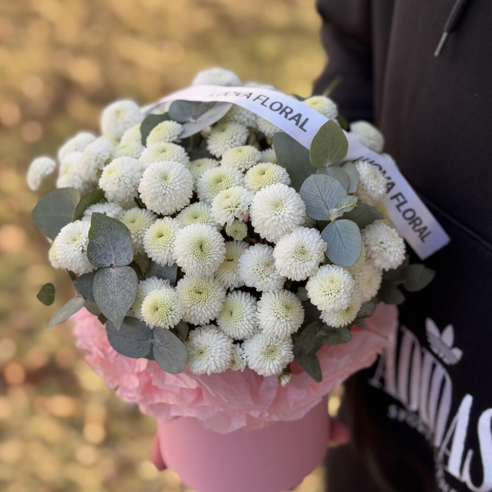 Chrysanthemum Newton in a box