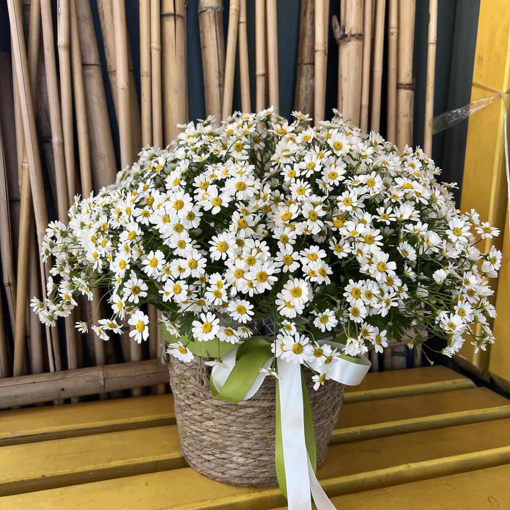 Basket of daisies