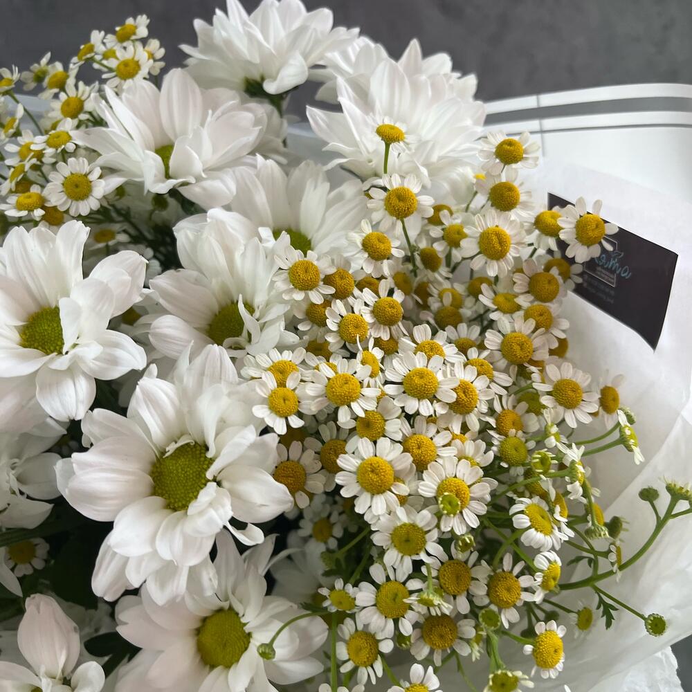 Daisies and gypsophila
