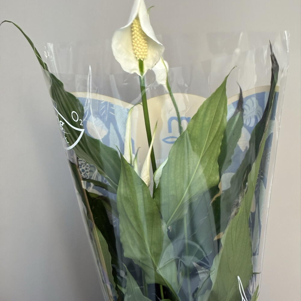 Спатифиллум (Spathiphyllum)