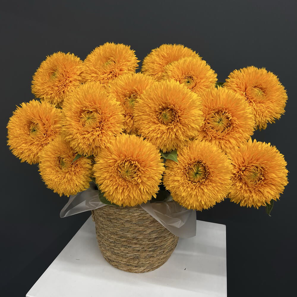 Подсолнух «Тедди» / Sunflower "Teddy" 15шт