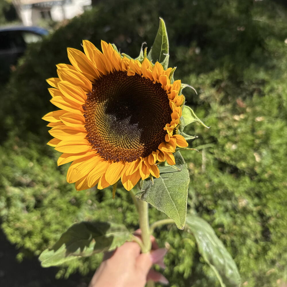 Подсолнух 🌻