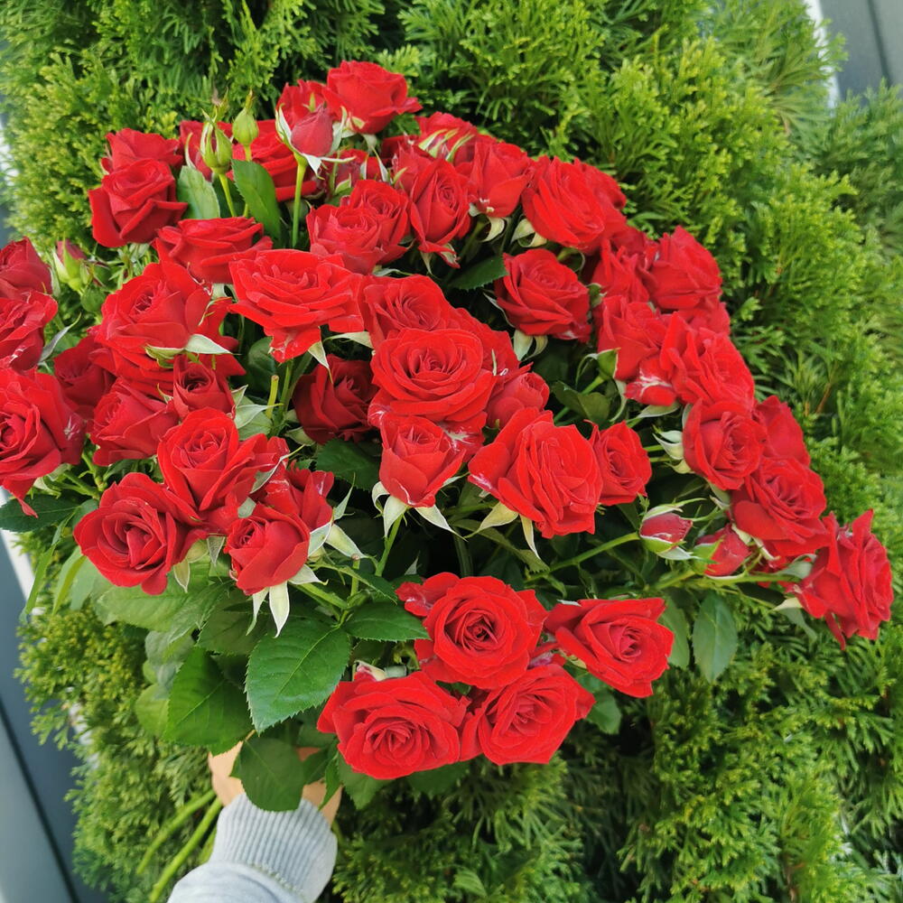 Ред демешл 15️