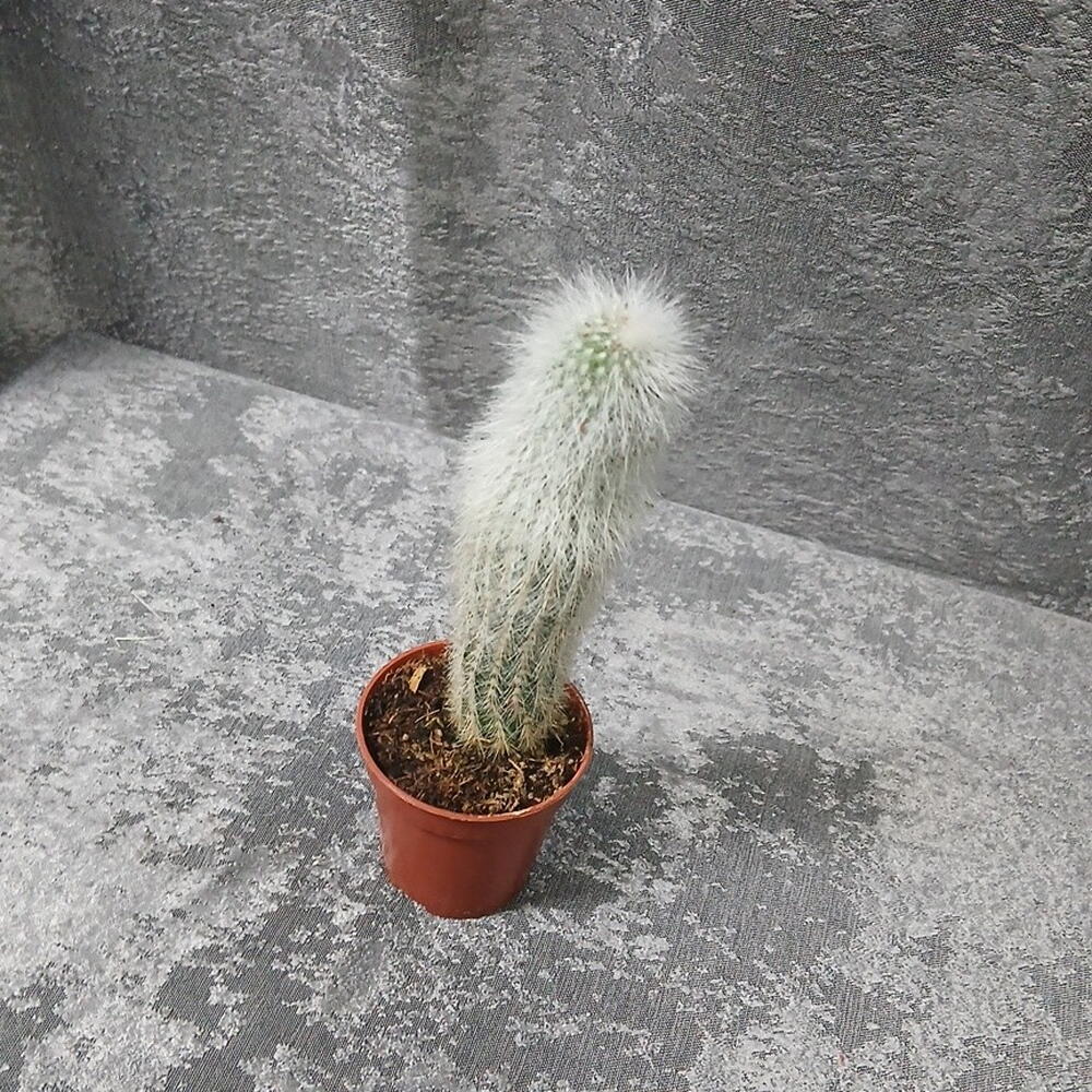 Кактус