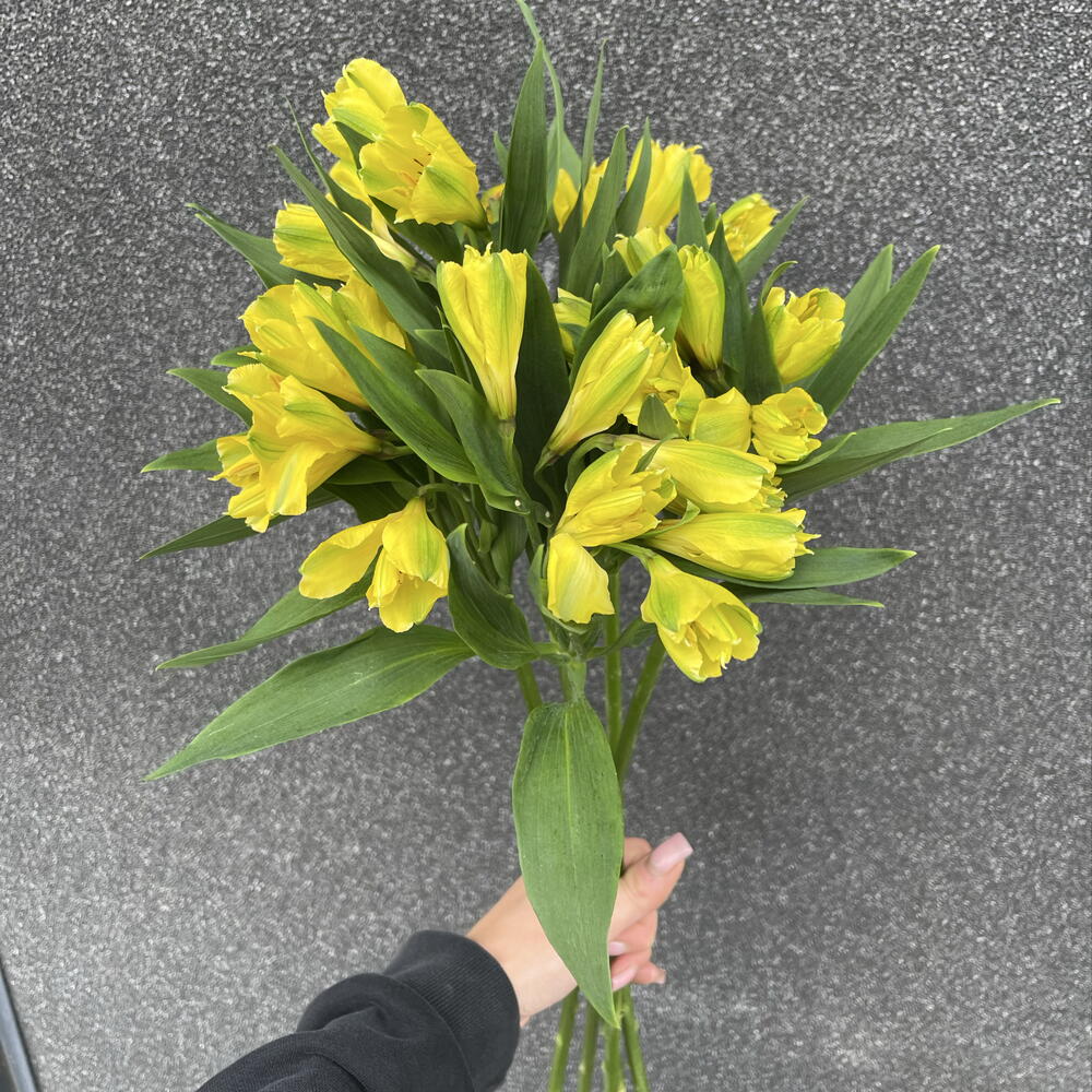 Альстромерия желтая 💛 (5шт)