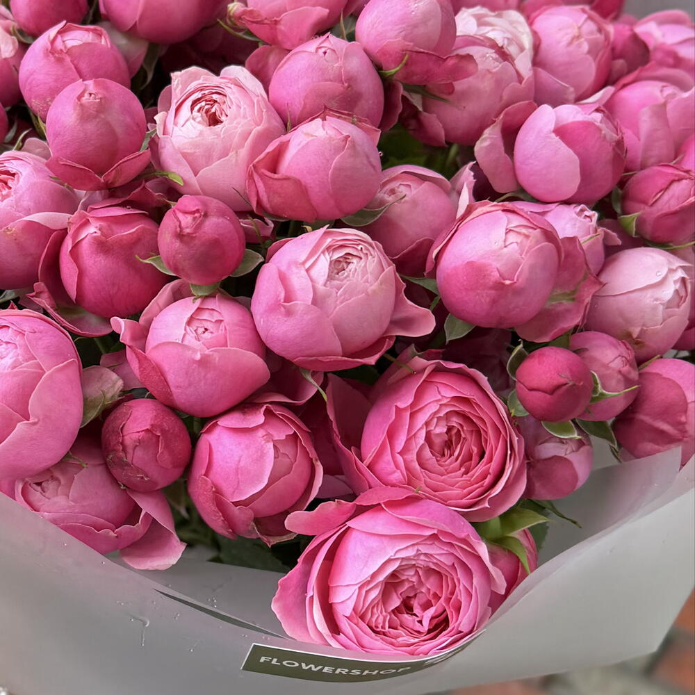 Rose Silva Pink
