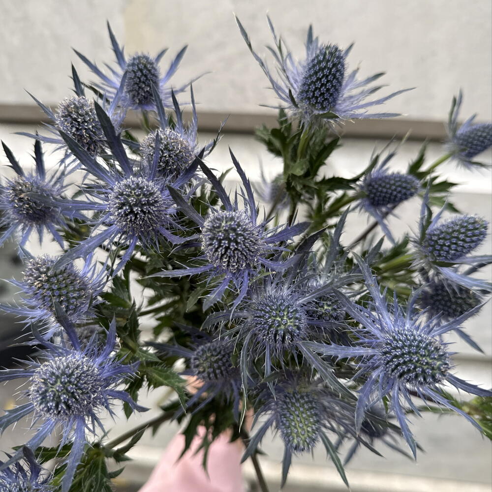 Монобукет из 7 эрингиумов — стильный букет с характером 💙