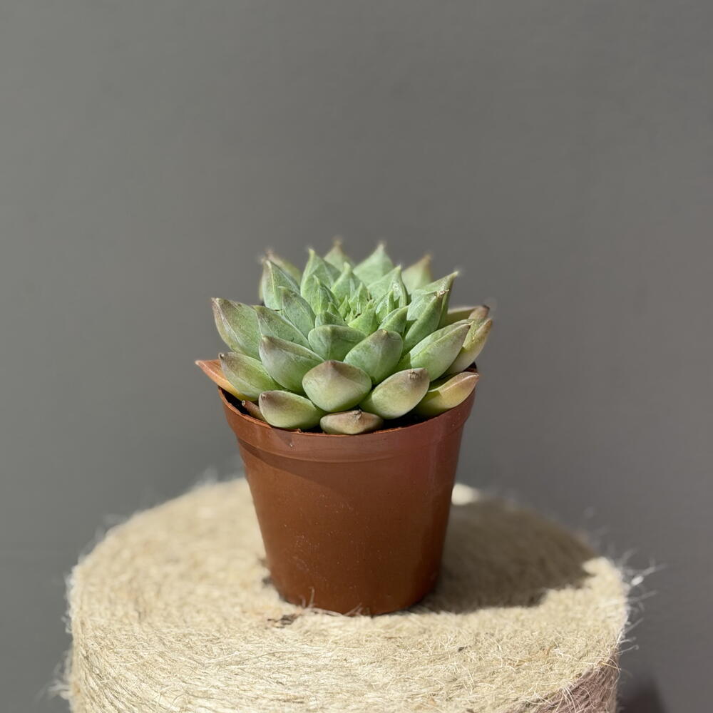 Кактус 🌵 Эхеверия (Echeveria)