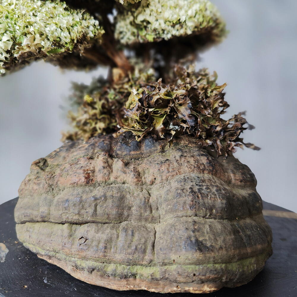 TAMYR — a tree that is given instead of flowers