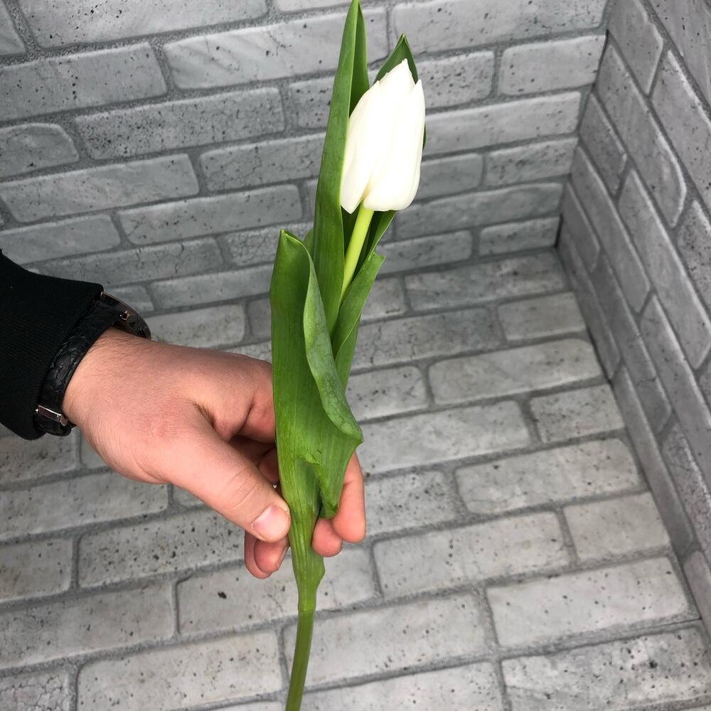 Тюльпан белый
